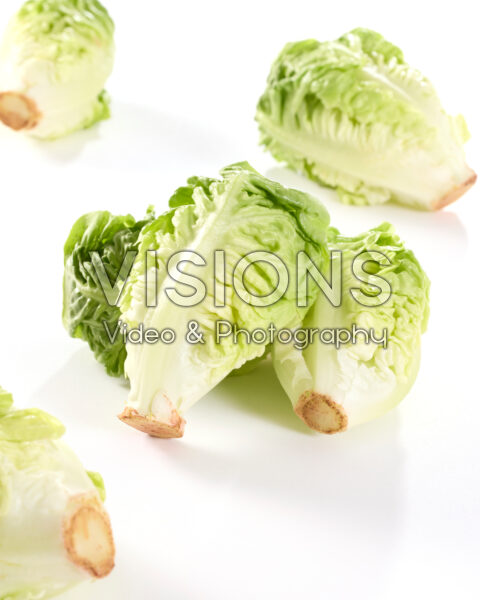 Romeinse sla, Lactuca sativa Lechuga Baby Romeinse sla, Lactuca sativa Lechuga Baby