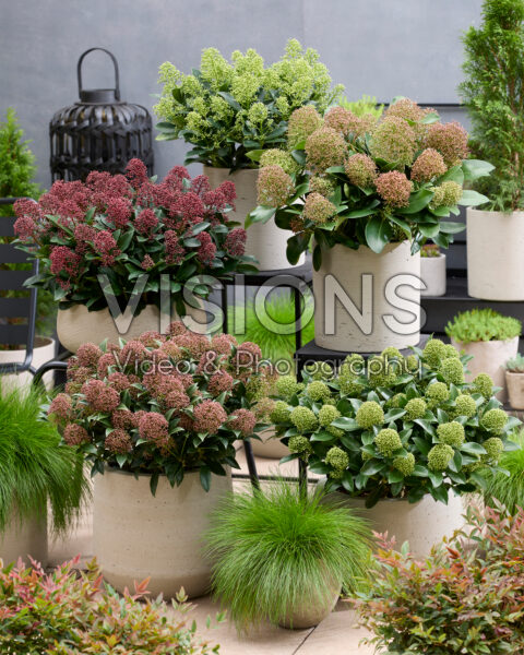 Skimmia japonica collectie Skimmia japonica collectie
