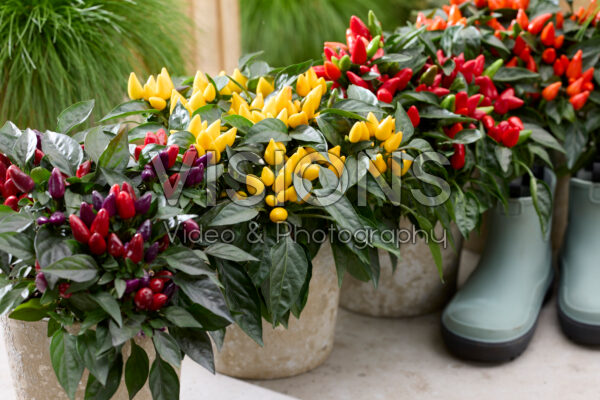 Capsicum annuum Samba collectie Capsicum annuum Samba collectie