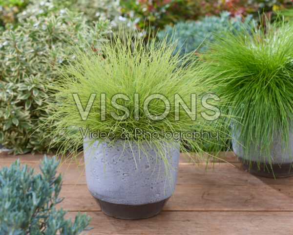 Festuca glauca AmiGold Festuca glauca AmiGold