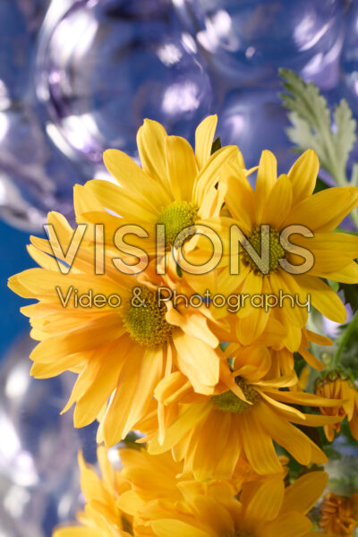 Chrysanthemum bloemen