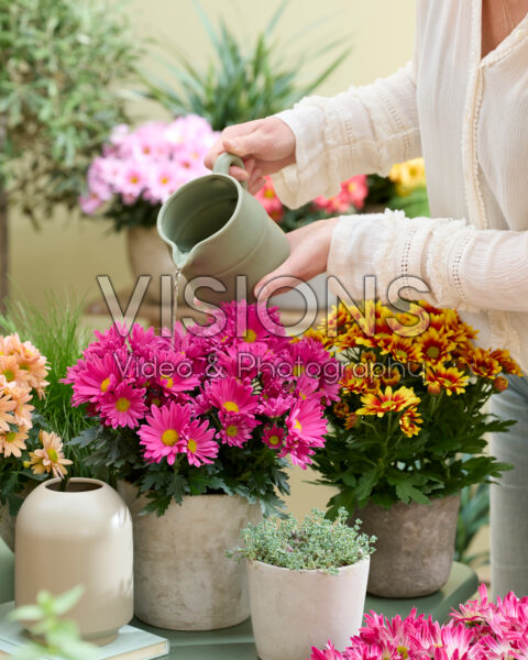 Watering chrysanthemums