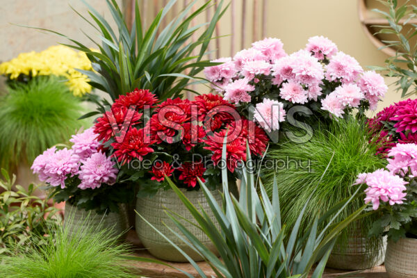 Chrysanthemum on pot