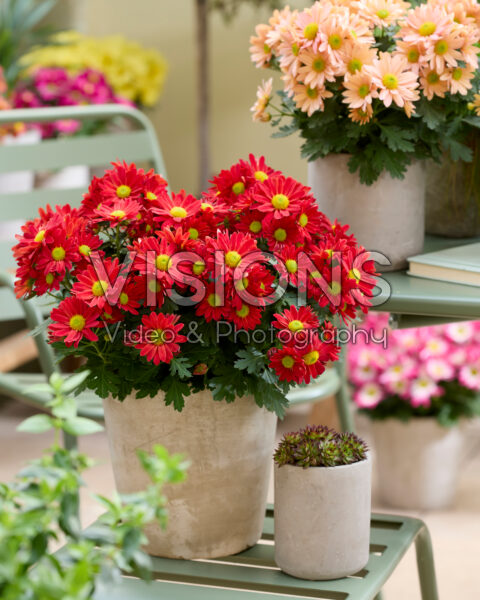 Chrysanthemum on pot