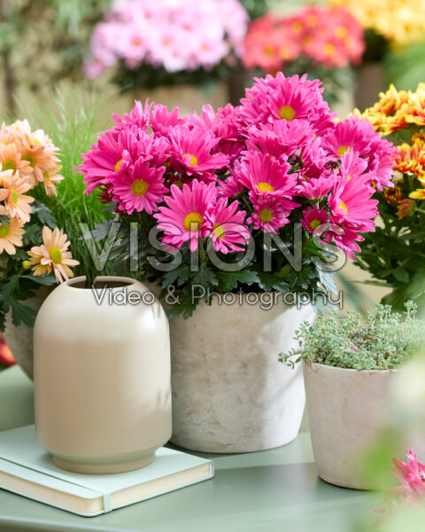 Chrysanthemum on pot Chrysanthemum on pot