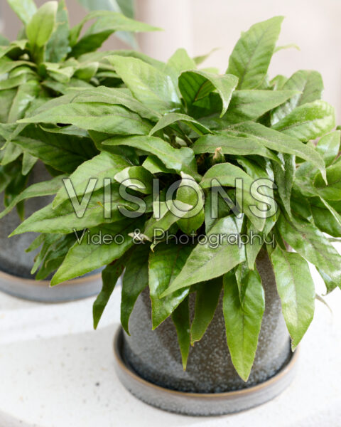 Pyrrosia christii Pyrrosia christii