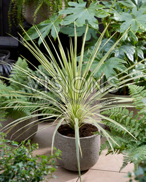 Cordyline australis Lime Passion