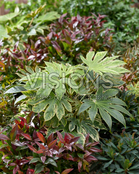 Fatsia japonica Spider's Web