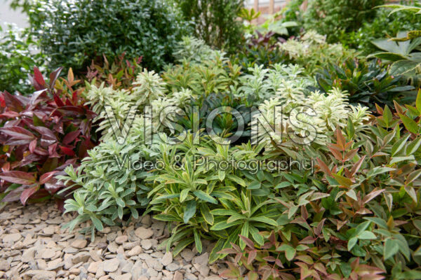 Euphorbia combination Euphorbia combination