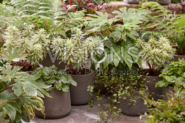 Euphorbia characias Zilveren Zwaan, Fatsia japonica Spinnenweb Euphorbia characias Zilveren Zwaan, Fatsia japonica Spinnenweb