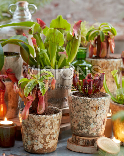 Nepenthes and Sarracenia collection Nepenthes and Sarracenia collection