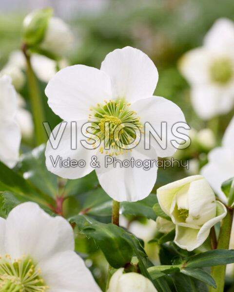 Helleborus Awesome!® Heavenly