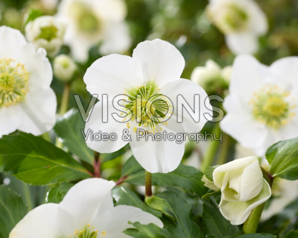 Helleborus Awesome!® Heavenly