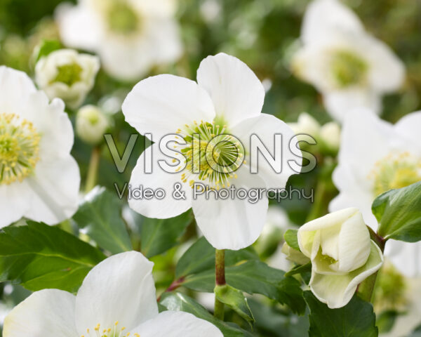 Helleborus Awesome!® Heavenly