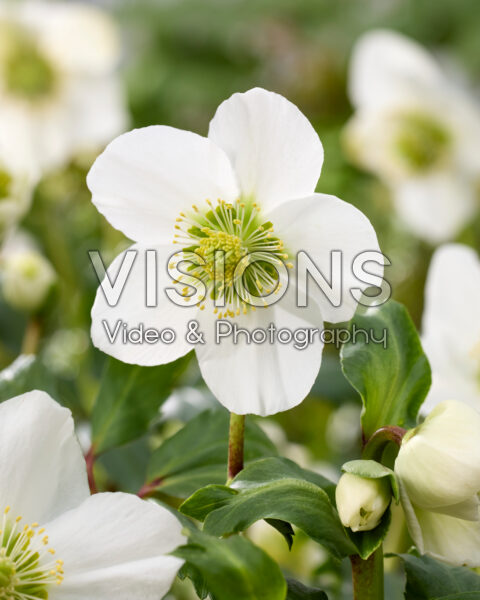 Helleborus Awesome!® Heavenly