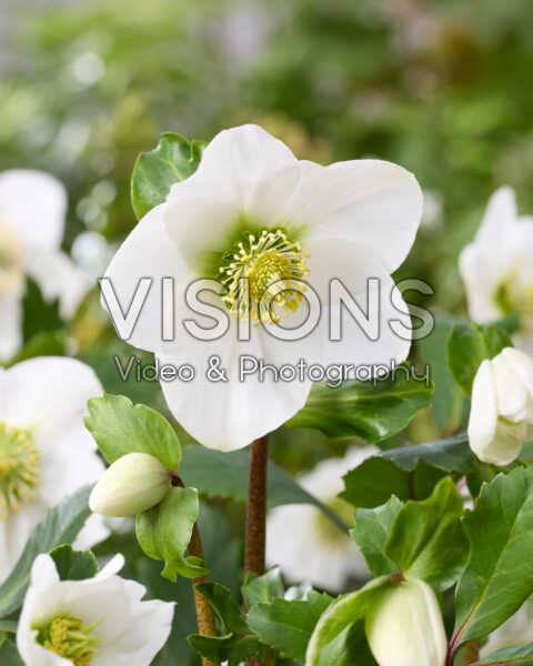 Helleborus Awesome!® Nagano