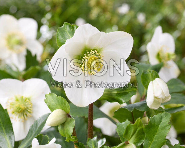 Helleborus Awesome!® Nagano