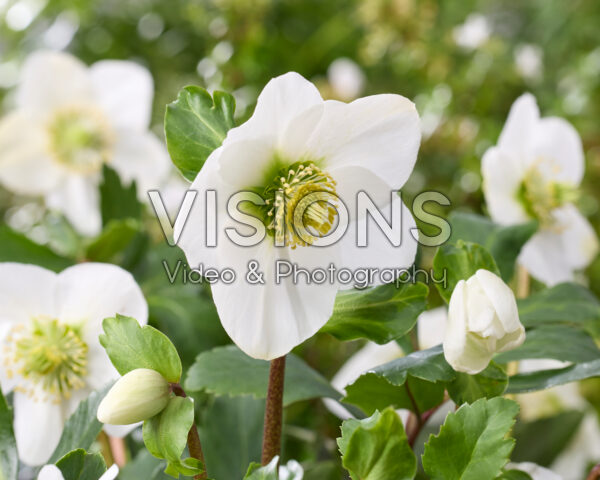 Helleborus Awesome!® Nagano