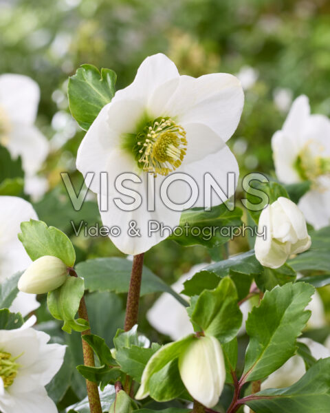 Helleborus Awesome!® Nagano