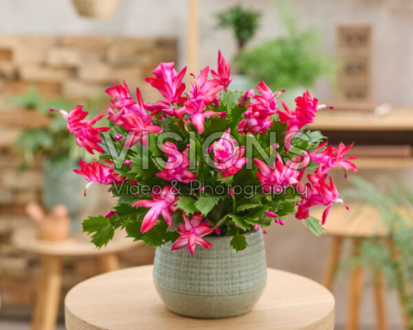 Schlumbergera red