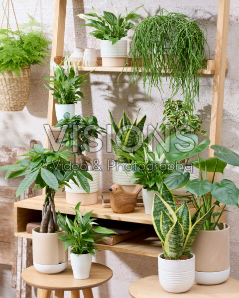 Kamerplantencollectie Kamerplantencollectie