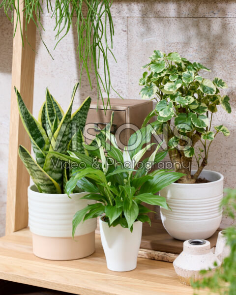 Indoor plant collection