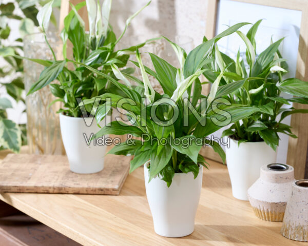 Spathiphyllum Spathiphyllum