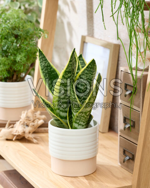 Sansevieria