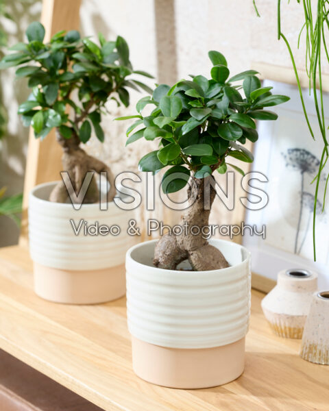 Ficus microcarpa