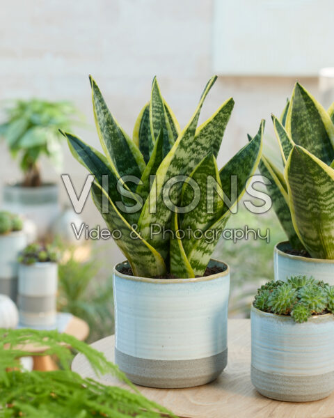 Sansevieria