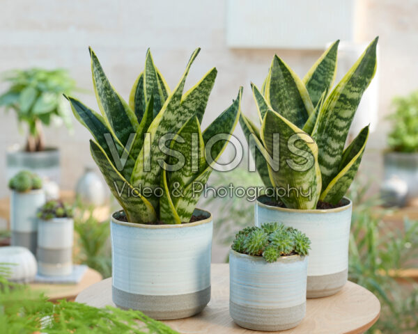 Sansevieria