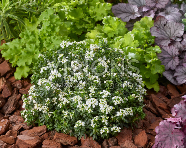 Iberis sempervirens Snow Cone