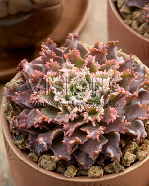 Graptoveria Starfire®