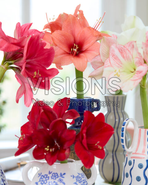 Amaryllis in vases