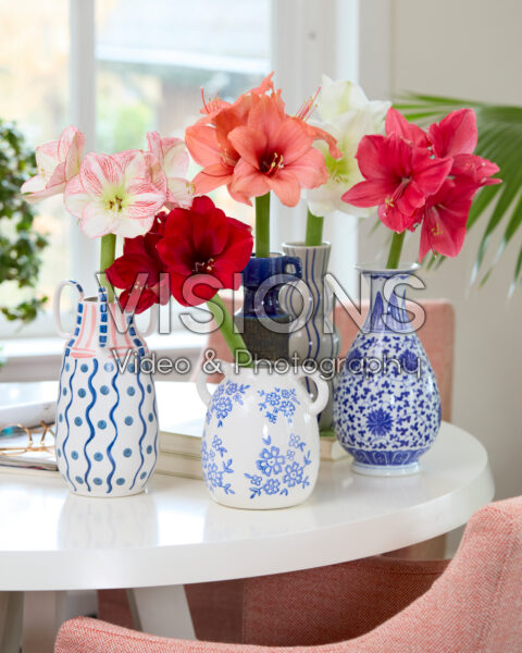 Amaryllis in vases