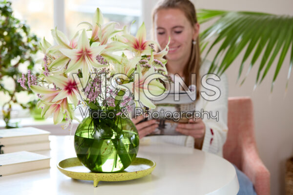 Hippeastrum Dance Valley