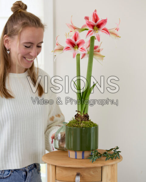 Hippeastrum Twinkle Star