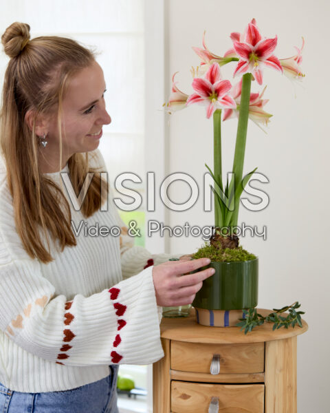 Hippeastrum Twinkle Star