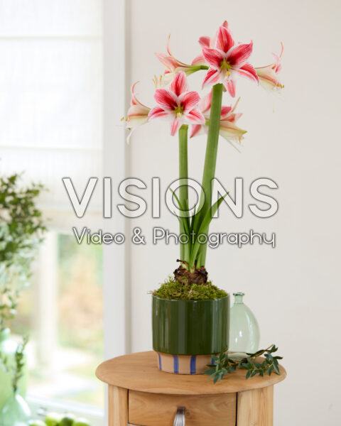 Hippeastrum Twinkle Star