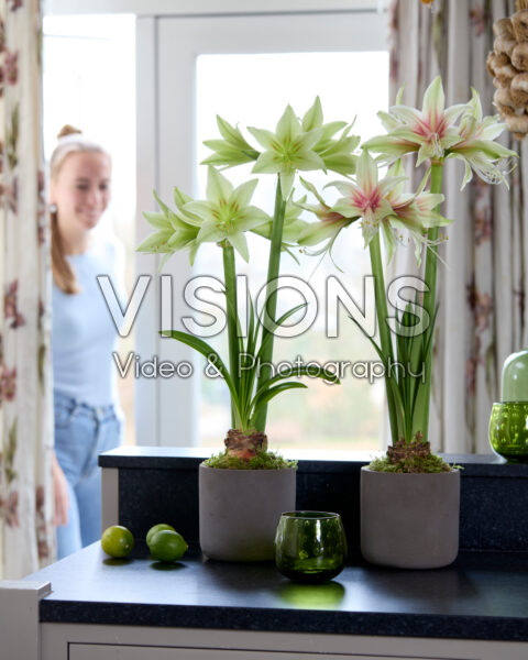 Hippeastrum Dance Valley, Green Valley