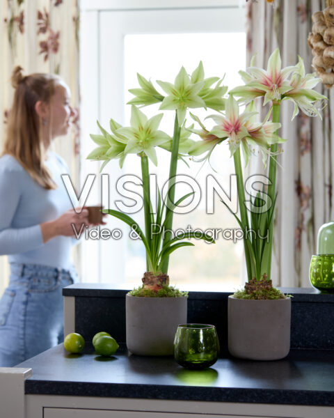 Hippeastrum Dance Valley, Green Valley