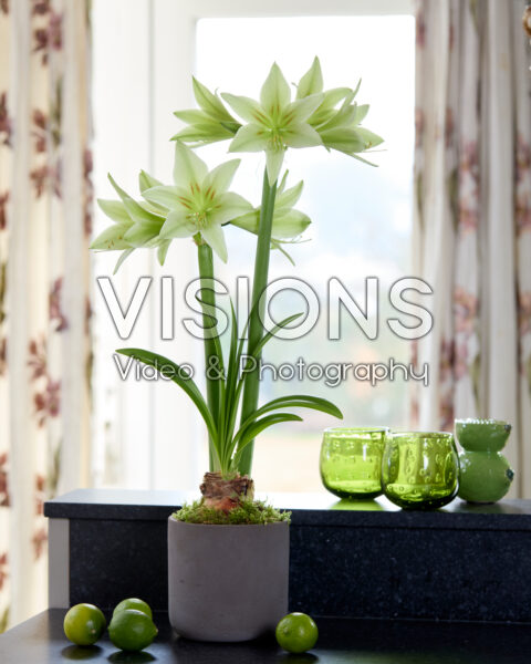 Hippeastrum Green Valley