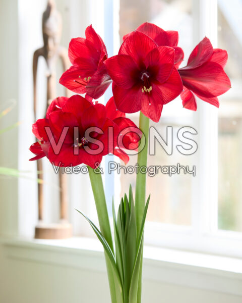 Hippeastrum Red Velvet