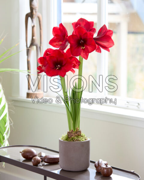 Hippeastrum Red Velvet