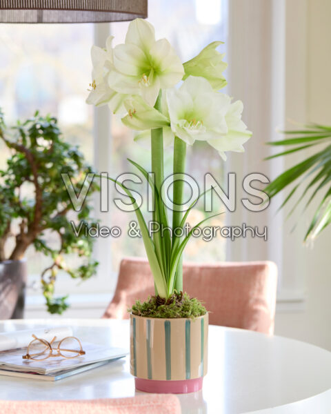 Hippeastrum Mont Blanc