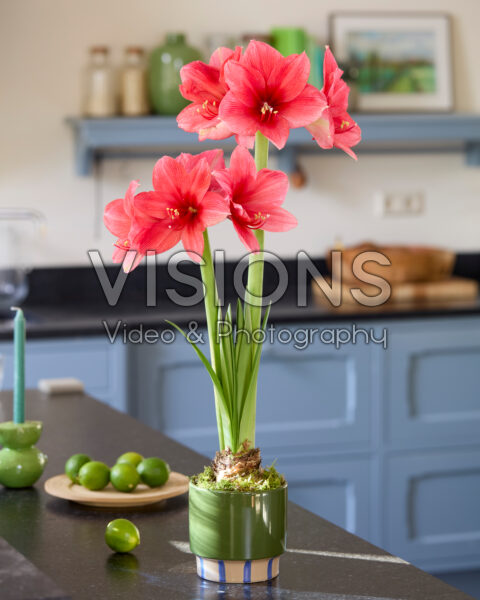 Hippeastrum Isabella