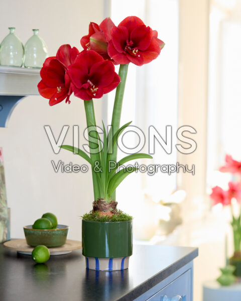 Hippeastrum Ferrari