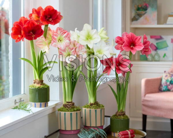 Hippeastrum collectie