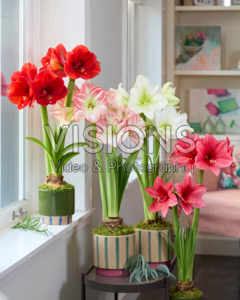 Hippeastrum collectie