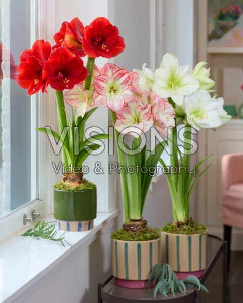 Hippeastrum collectie